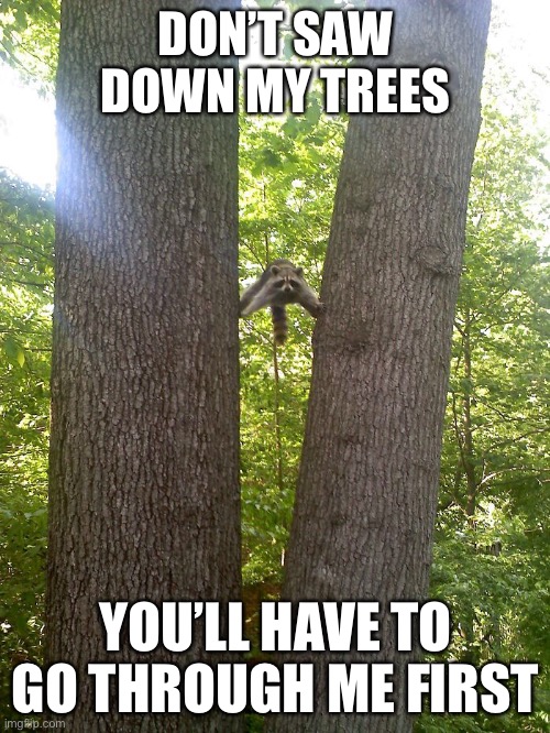 DON’T SAW DOWN MY TREES YOU’LL HAVE TO GO THROUGH ME FIRST | made w/ Imgflip meme maker