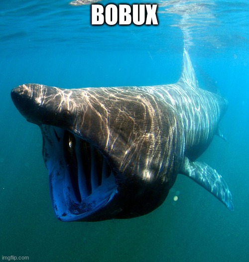 When Bobux | BOBUX | image tagged in when bobux | made w/ Imgflip meme maker