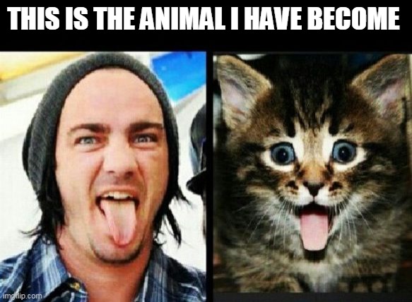Up-vote if u kw who this man is and comment who it is | THIS IS THE ANIMAL I HAVE BECOME | image tagged in cats,emo | made w/ Imgflip meme maker