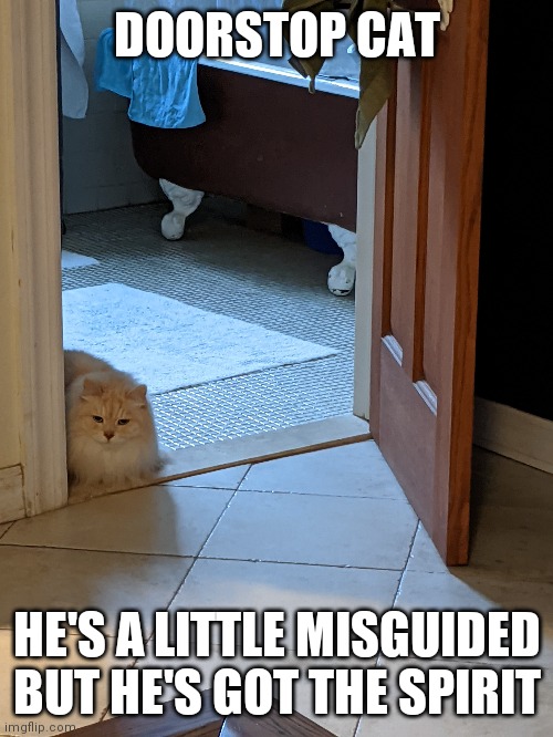 Doorstop cat | DOORSTOP CAT; HE'S A LITTLE MISGUIDED BUT HE'S GOT THE SPIRIT | image tagged in memes | made w/ Imgflip meme maker