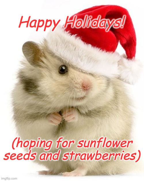 Sleeping in my Christmas stocking | Happy Holidays! (hoping for sunflower seeds and strawberries) | image tagged in hamster holiday,hamster,cute,treats | made w/ Imgflip meme maker