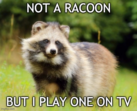 Tanuki is "Racoon Dog": needs a home since he was rejected by the dogs stream. | NOT A RACOON; BUT I PLAY ONE ON TV | image tagged in tanuki,japan,animals,cute | made w/ Imgflip meme maker