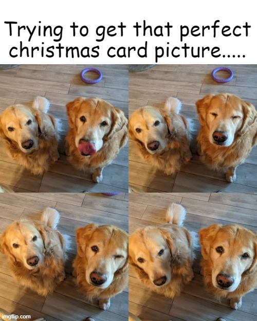Cute Doggos | Trying to get that perfect christmas card picture..... | image tagged in cute dog,cute animals,christmas,christmas meme,christmas memes | made w/ Imgflip meme maker