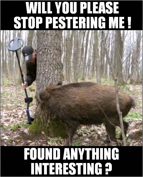 Curious Wild Boar ! | WILL YOU PLEASE STOP PESTERING ME ! FOUND ANYTHING INTERESTING ? | image tagged in fun,metal detectorist,wild boar,frontpage | made w/ Imgflip meme maker