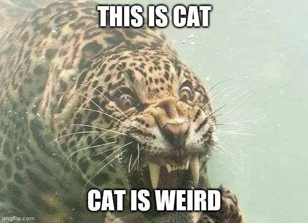 Cat is weird | THIS IS CAT; CAT IS WEIRD | image tagged in funny cats,cats,funny cat memes,cat memes,big cats,brimmuthafukinstone | made w/ Imgflip meme maker