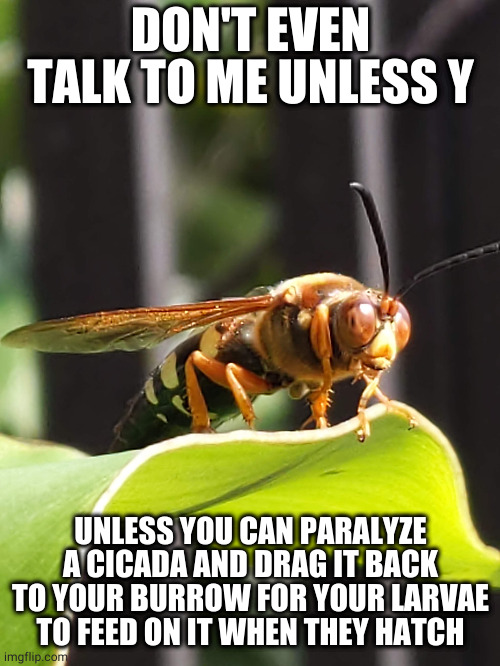DON'T EVEN TALK TO ME UNLESS Y; UNLESS YOU CAN PARALYZE A CICADA AND DRAG IT BACK TO YOUR BURROW FOR YOUR LARVAE TO FEED ON IT WHEN THEY HATCH | image tagged in entomology,bugs,bug meme,wasp,highly specific | made w/ Imgflip meme maker