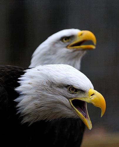 EAGLES Blank Meme Template