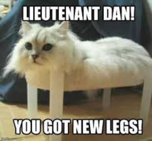Dan got new legs | image tagged in cat,memes | made w/ Imgflip meme maker