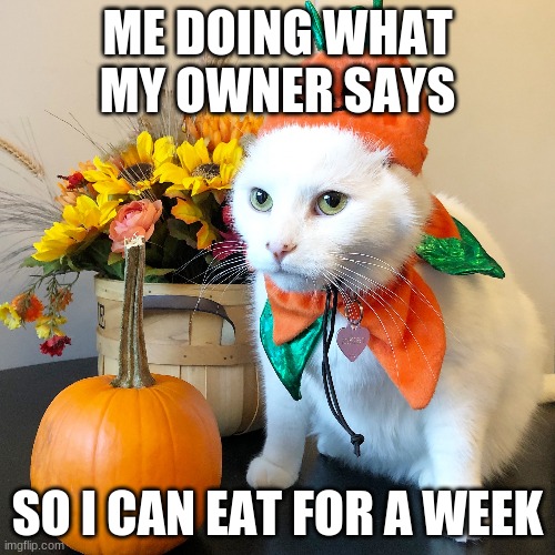 Halloween cat | ME DOING WHAT MY OWNER SAYS; SO I CAN EAT FOR A WEEK | image tagged in halloween cat,funny memes | made w/ Imgflip meme maker