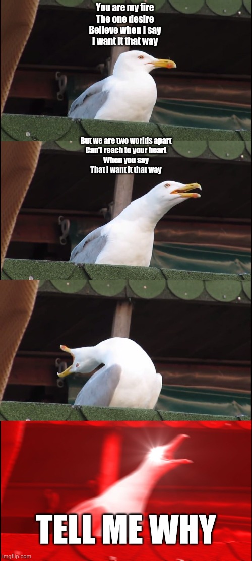 Inhaling Seagull Meme | You are my fire
The one desire
Believe when I say
I want it that way; But we are two worlds apart
Can't reach to your heart
When you say
That I want it that way; TELL ME WHY | image tagged in memes,inhaling seagull,music,pop music,songs | made w/ Imgflip meme maker