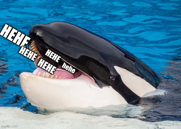 Hehehe orca | HEHE hehe HEHE HEHE HEHE | image tagged in hehehe orca | made w/ Imgflip meme maker