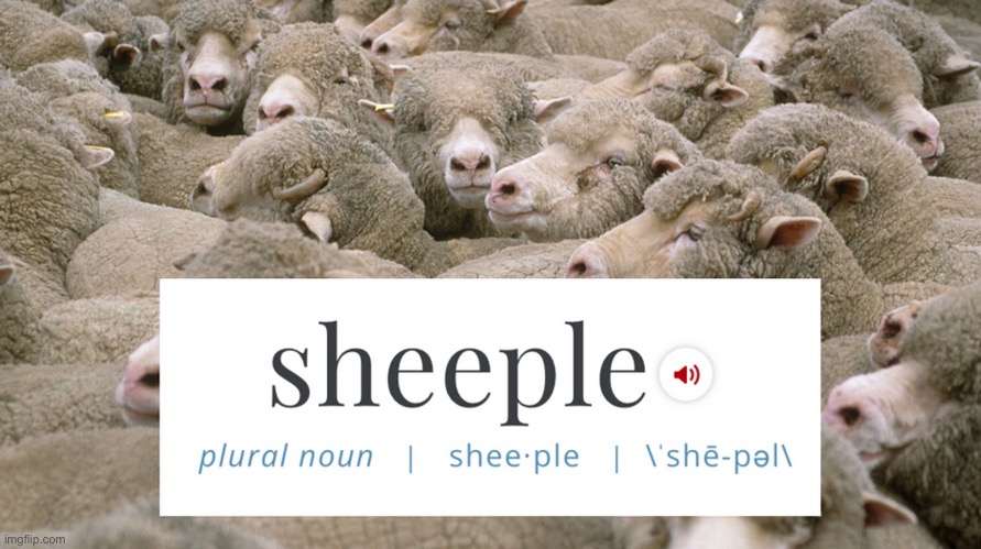 Sheeple dictionary | image tagged in sheeple definition,dictionary,sheeple,definition,sheep,dumb people | made w/ Imgflip meme maker