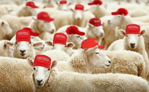 High Quality Trump sheeple Blank Meme Template