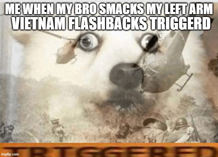 we ride at dawn bitches | VIETNAM FLASHBACKS TRIGGERD; ME WHEN MY BRO SMACKS MY LEFT ARM | image tagged in ptsd dog,help mme | made w/ Imgflip meme maker