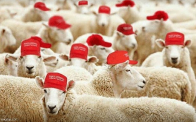 MAGA sheeple | image tagged in trump sheeple,maga,sheeple,politics lol,trump supporters,trump supporter | made w/ Imgflip meme maker