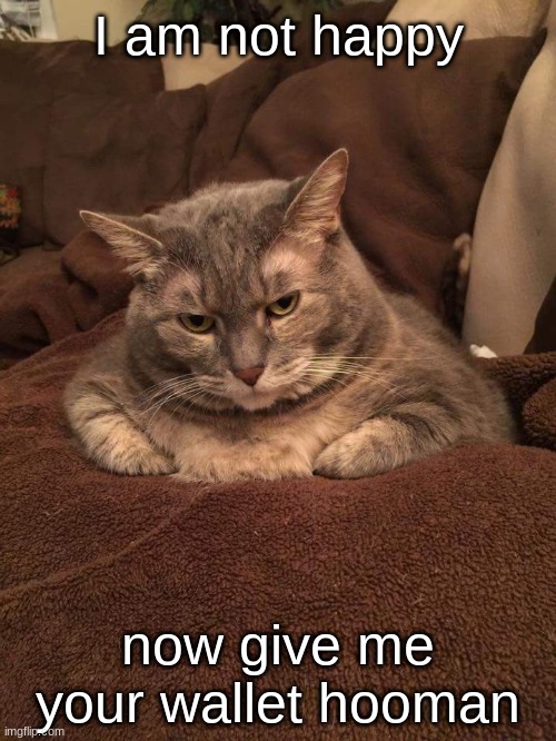 Give wallet hooman | I am not happy; now give me your wallet hooman | image tagged in fat cat mad | made w/ Imgflip meme maker