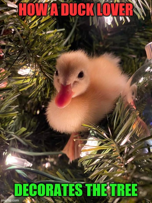 BEST DECORATION | HOW A DUCK LOVER; DECORATES THE TREE | image tagged in ducks,duck,duckling | made w/ Imgflip meme maker