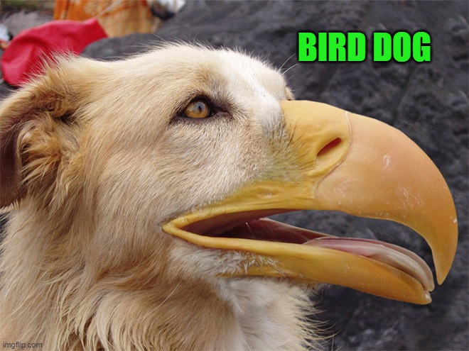 bird dog | BIRD DOG | made w/ Imgflip meme maker