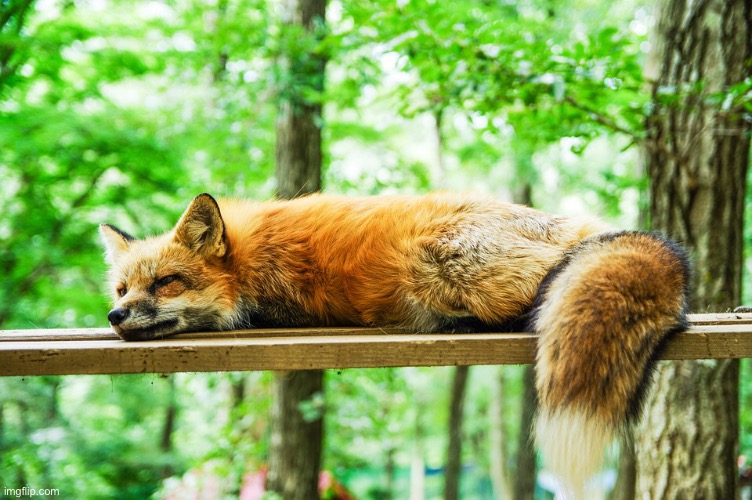 Almighty floof | made w/ Imgflip meme maker