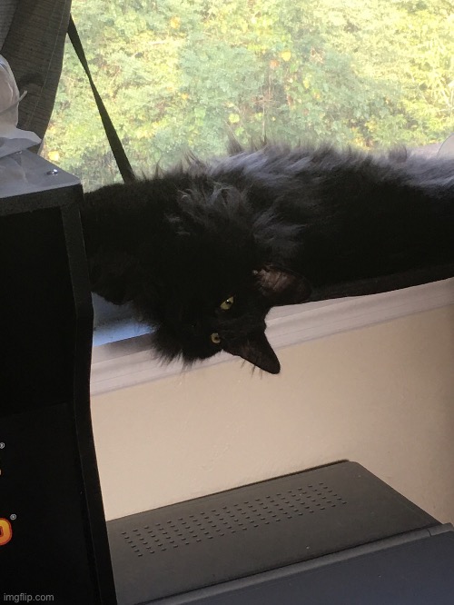 (Note: this is my real life cat, Cooper) | made w/ Imgflip meme maker