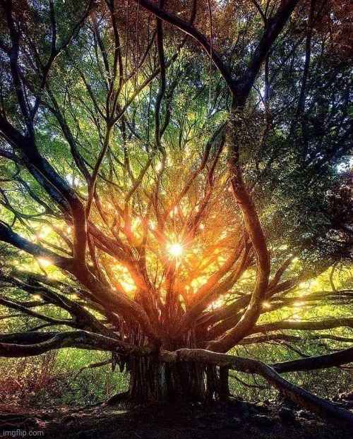 Banyan Tree,  Maui, Hawaii | image tagged in beautiful,tree,hawaii,awesome,pic | made w/ Imgflip meme maker