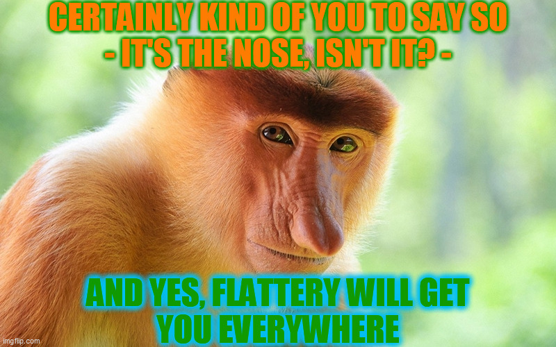 nosacz monkey | CERTAINLY KIND OF YOU TO SAY SO
- IT'S THE NOSE, ISN'T IT? - AND YES, FLATTERY WILL GET
YOU EVERYWHERE | image tagged in nosacz monkey | made w/ Imgflip meme maker