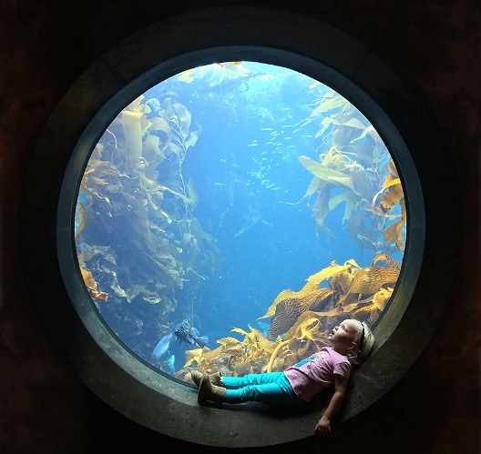 Monterey Bay Aquarium, Monterey, California | image tagged in awesome,pics,photography | made w/ Imgflip meme maker