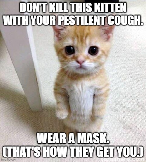 Cute Cat | DON'T KILL THIS KITTEN WITH YOUR PESTILENT COUGH. WEAR A MASK. (THAT'S HOW THEY GET YOU.) | image tagged in memes,cute cat | made w/ Imgflip meme maker