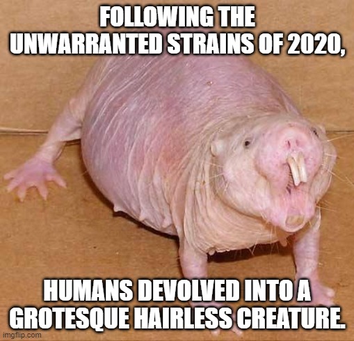 naked mole rat | FOLLOWING THE UNWARRANTED STRAINS OF 2020, HUMANS DEVOLVED INTO A GROTESQUE HAIRLESS CREATURE. | image tagged in naked mole rat | made w/ Imgflip meme maker