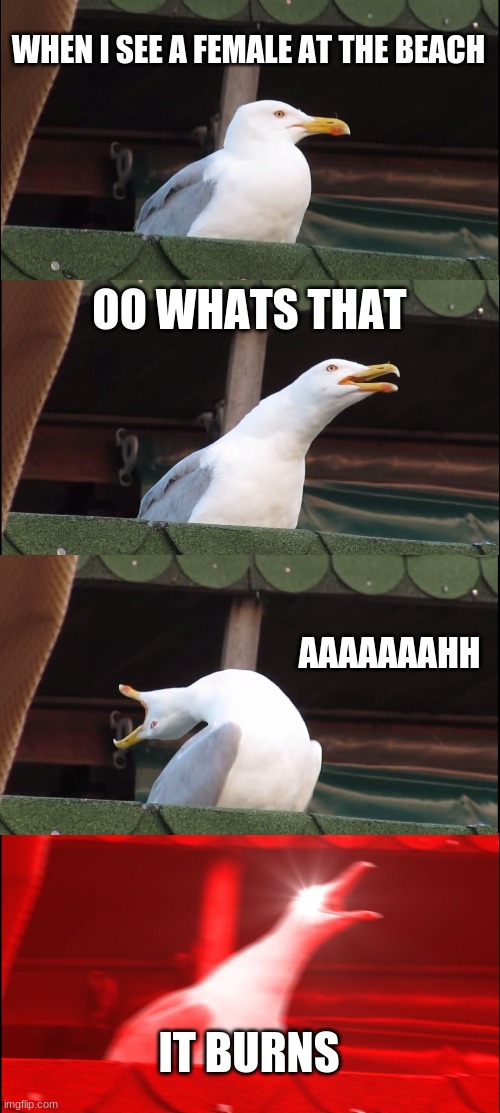 it burns |  WHEN I SEE A FEMALE AT THE BEACH; OO WHATS THAT; AAAAAAAHH; IT BURNS | image tagged in memes,inhaling seagull | made w/ Imgflip meme maker