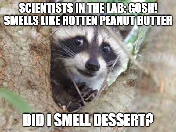 Racoon Problems | SCIENTISTS IN THE LAB: GOSH! SMELLS LIKE ROTTEN PEANUT BUTTER; DID I SMELL DESSERT? | image tagged in racoon problems | made w/ Imgflip meme maker