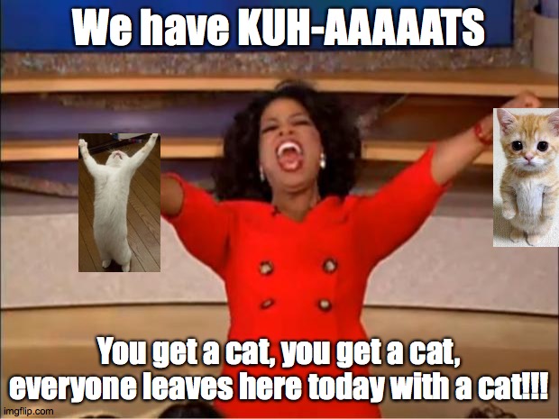 Cats, cats, cats. | We have KUH-AAAAATS; You get a cat, you get a cat, everyone leaves here today with a cat!!! | image tagged in free,2020,oprah,kittens,love,biden | made w/ Imgflip meme maker