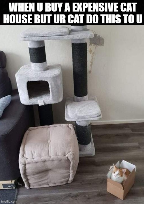 u know...cats like boxes | WHEN U BUY A EXPENSIVE CAT HOUSE BUT UR CAT DO THIS TO U | image tagged in funny cat memes | made w/ Imgflip meme maker