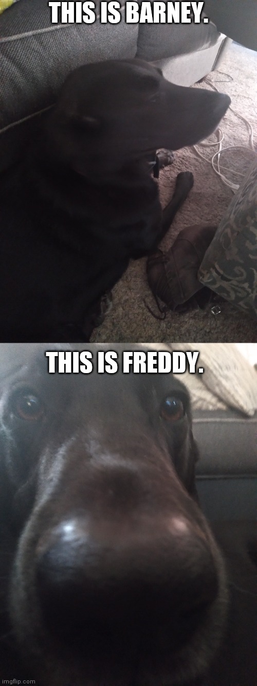 Say hello to my cute dogs! |  THIS IS BARNEY. THIS IS FREDDY. | image tagged in dogs | made w/ Imgflip meme maker