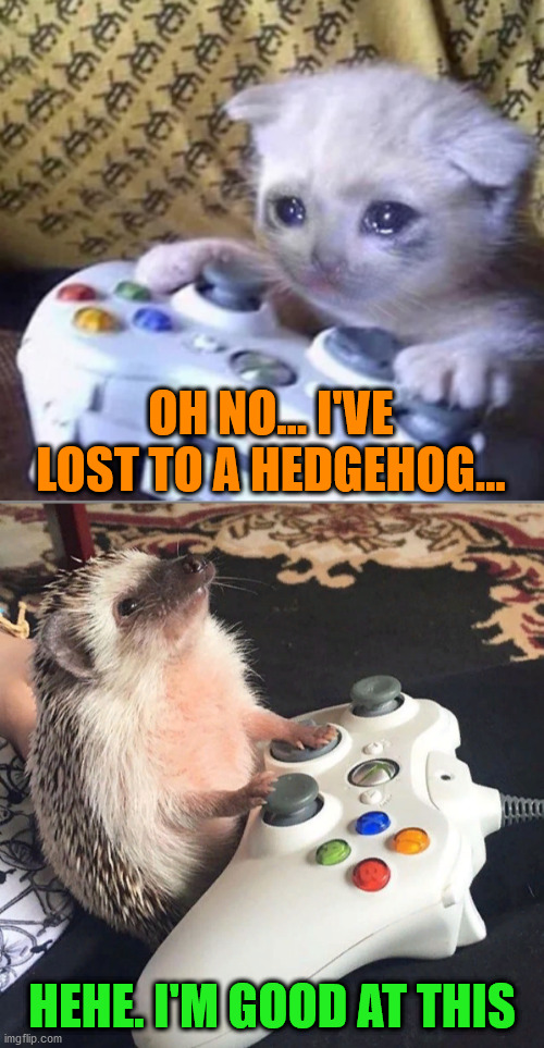 OH NO... I'VE LOST TO A HEDGEHOG... HEHE. I'M GOOD AT THIS | image tagged in crying cat xbox,happy hedgehog playing xbox | made w/ Imgflip meme maker
