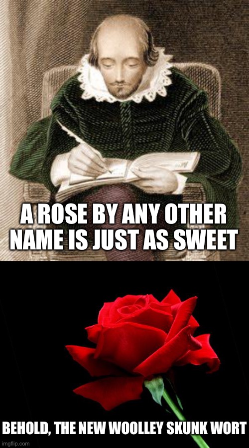 A ROSE BY ANY OTHER NAME IS JUST AS SWEET BEHOLD, THE NEW WOOLLEY SKUNK WORT | image tagged in shakespeare writing,rose | made w/ Imgflip meme maker
