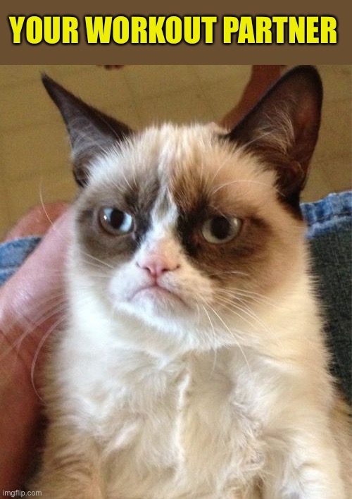 Grumpy Cat Meme | YOUR WORKOUT PARTNER | image tagged in memes,grumpy cat | made w/ Imgflip meme maker