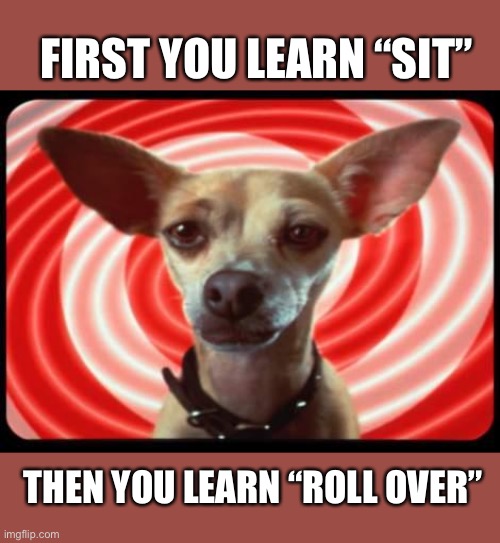 taco bell dog | FIRST YOU LEARN “SIT” THEN YOU LEARN “ROLL OVER” | image tagged in taco bell dog | made w/ Imgflip meme maker