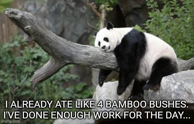 lazy panda | I ALREADY ATE LIKE 4 BAMBOO BUSHES. I'VE DONE ENOUGH WORK FOR THE DAY... | image tagged in lazy panda | made w/ Imgflip meme maker