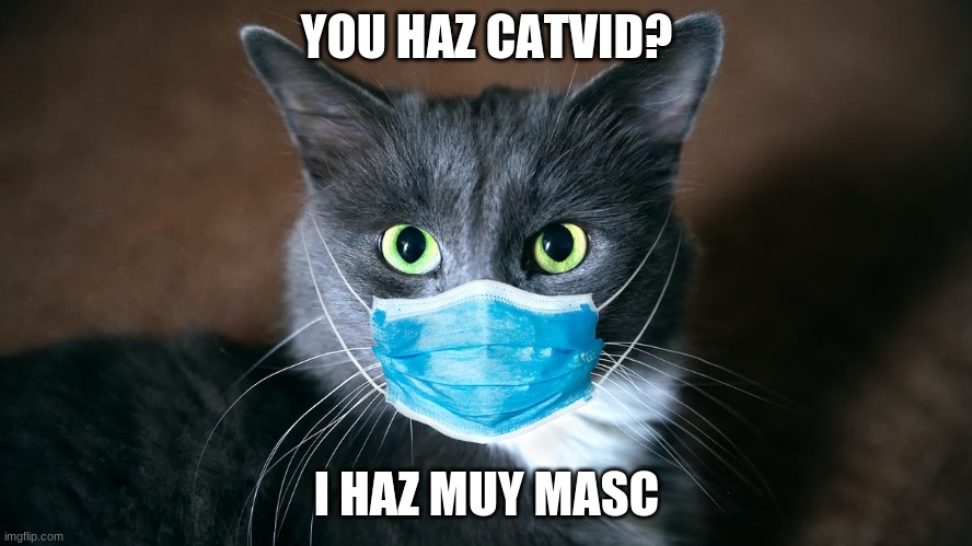 catvid cat | YOU HAZ CATVID? I HAZ MUY MASC | image tagged in catvid cat | made w/ Imgflip meme maker
