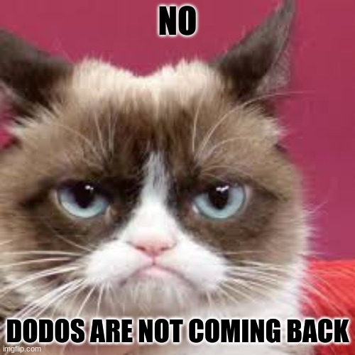 grumpy cat | NO; DODOS ARE NOT COMING BACK | image tagged in grumpy cat | made w/ Imgflip meme maker