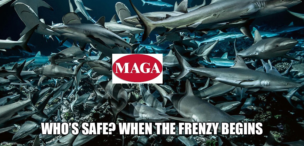 WHO’S SAFE? WHEN THE FRENZY BEGINS | made w/ Imgflip meme maker