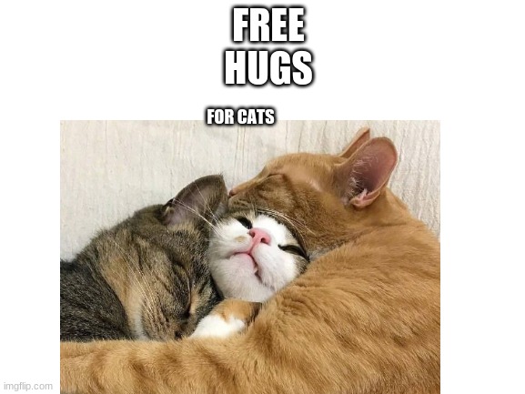 Free Hugs | FREE
HUGS; FOR CATS | image tagged in cats | made w/ Imgflip meme maker