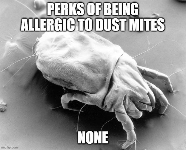 PERKS OF BEING ALLERGIC TO DUST MITES; NONE | made w/ Imgflip meme maker
