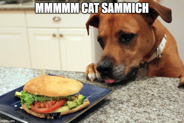 dog eating sandwich | MMMMM CAT SAMMICH | image tagged in dog eating sandwich | made w/ Imgflip meme maker