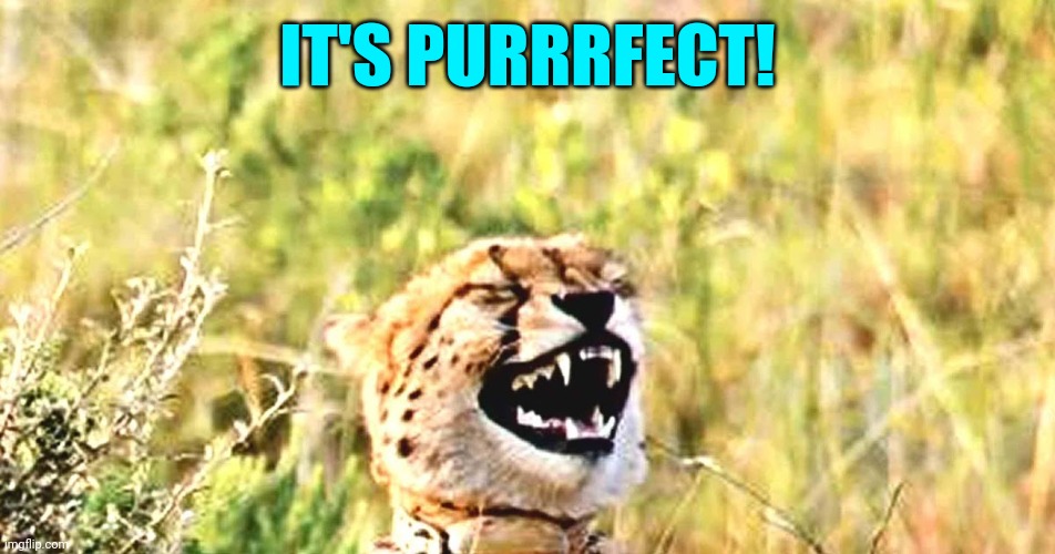 LAUGHING LEOPARD | IT'S PURRRFECT! | image tagged in laughing leopard | made w/ Imgflip meme maker