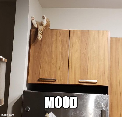 Mood | MOOD | image tagged in cat,mood,current mood,cats | made w/ Imgflip meme maker