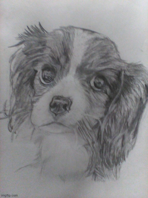 I drew this today!!! | image tagged in king,charles,cocker,spaniel,drawing | made w/ Imgflip meme maker