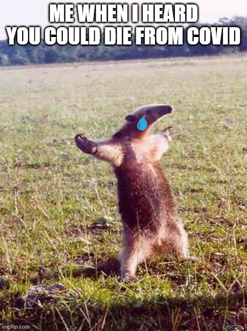 me | ME WHEN I HEARD YOU COULD DIE FROM COVID | image tagged in fight me anteater | made w/ Imgflip meme maker