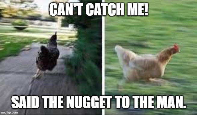 running chicken | CAN'T CATCH ME! SAID THE NUGGET TO THE MAN. | image tagged in running chicken | made w/ Imgflip meme maker